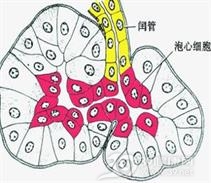 胰岛细胞类癌