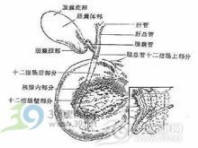胰胆汁综合征