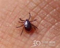 恙螨皮炎