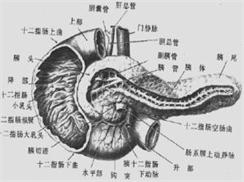 胰腺囊腺癌