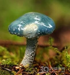 真菌性食物中毒