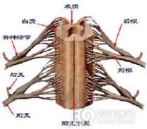 植物神经系统肿瘤